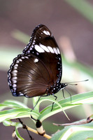 Blue moon butterfly - Hypolimnas bolina