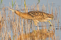 Bittern