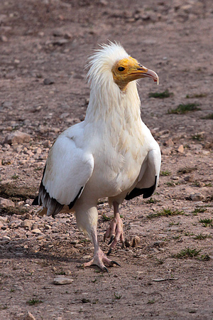 Egyptian vulture - Neophron pernopterus ginginianus