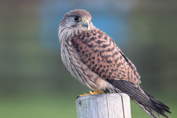 Kestrel - Falco tinnunculus