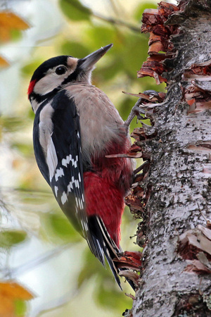 Great spotted woodpecker - Denrocopos  major