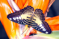 Clipper butterfly - Parthenos sylvia sylvia