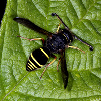 Spiny mason wasp