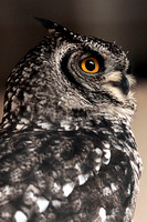 African spotted eagle owl - Bubo africanus