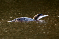 Great northern diver - Gavia immer