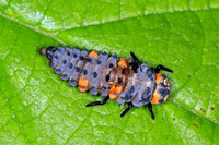 Seven spot ladybird larva