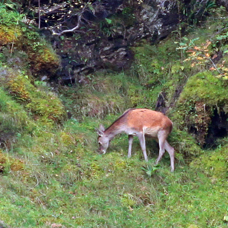 Red deer - Cervus elaphus