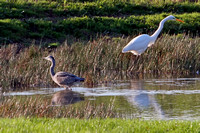 Great white egret