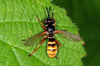 Conopid fly - Conops ceriaeformis