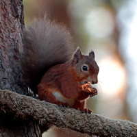 Red squirrel - Sciuris vulgaris