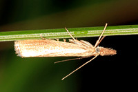 Grass moth - Agripila tristella
