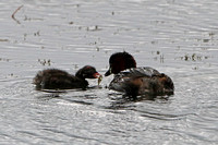 Little grebe