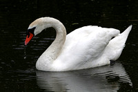 Mute swan