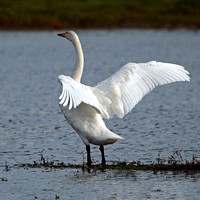 Whooper swan - Cygnus cygnus