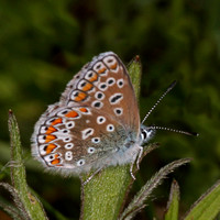 Common blue butterfly