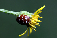 Cream spotted ladybird