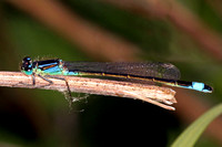 Blue tailed damselfly -   Ischnura elgans