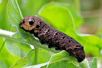 Elephant hawk moth caterpillar - Deilephila elpenor
