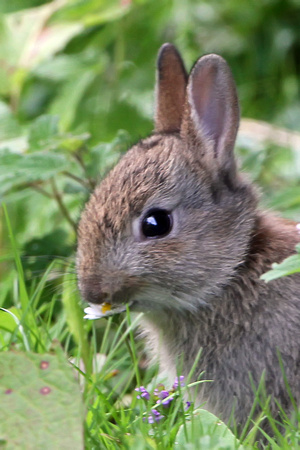 Rabbit - Oryctolagus cunniculus
