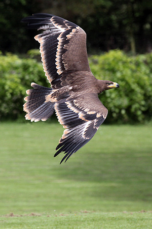Steppe eagle - Aquila nepalensis