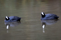 Coot