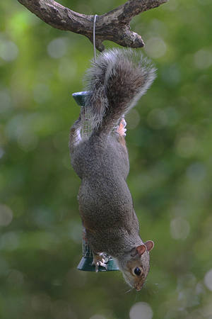 Grey squirrel - Sciurus carolinensis