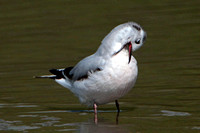 Little gull - Hydrocoloeus minutus