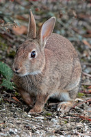 Rabbit - Oryctolagus  cunniclus
