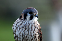 American kestrel - Falco sparverius