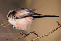 Feb 12 - Long tailed tit