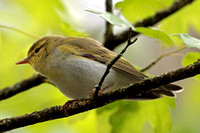 Wood warbler - Philloscopus sibilatrix