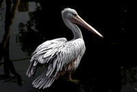 White pelican - Pelicanus onocrotalus