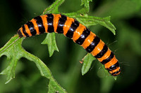 Cinnabar moth caterpillar - Tyria jacobaeae