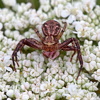 Crab spider - Philodromus dispar