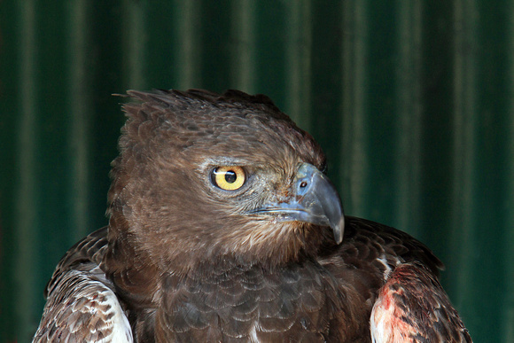 Martial eagle - Polemaetus bellicosus