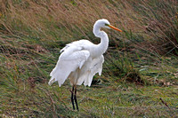 Oct 14 - Great white egret