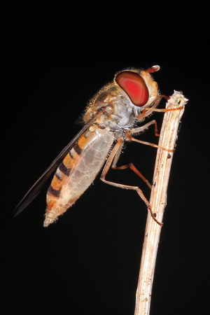 Hover fly - Episyrphus balteatus