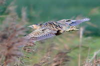 Bittern