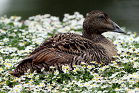 Eider duck - Somateria mollissima