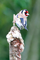 Goldfinch