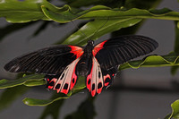 Scarlet mormon butterfly