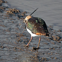 Lapwing