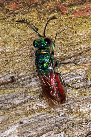 Ruby tailed wasp - Chrysis ignita