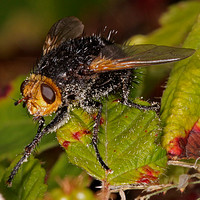 Tachina flies