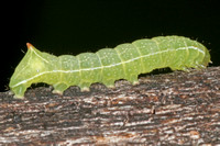 Copper underwing caterpillar