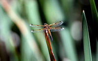 Four spotted chaser - Libellula quadrimaculata