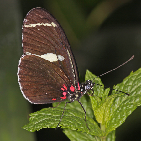 Common postman butterfly - Heliconius melpomene