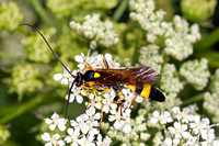 Ichneumon wasps