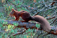 Red squirrel - Sciurus vulgaris