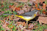 Grey wagtail